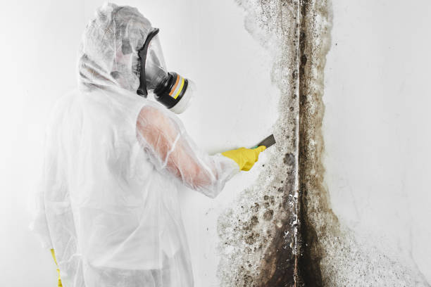 Professional Mold Removal in Fort Defiance, AZ