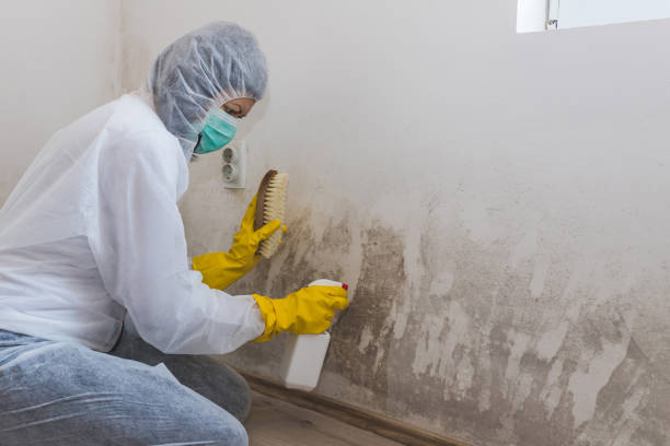 Best Best Mold Removal Companies  in Fort Defiance, AZ