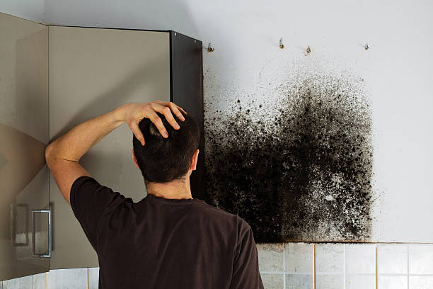 Best Commercial Mold Removal  in Fort Defiance, AZ